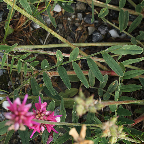 Berg-Esparsette / Onobrychis montana