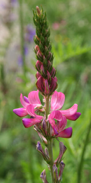 Saat-Esparsette / Onobrychis viciifolia