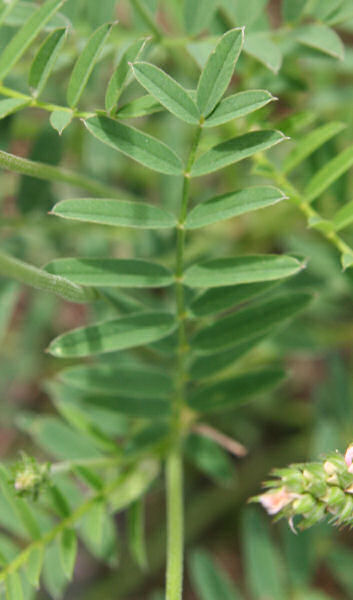 Saat-Esparsette / Onobrychis viciifolia