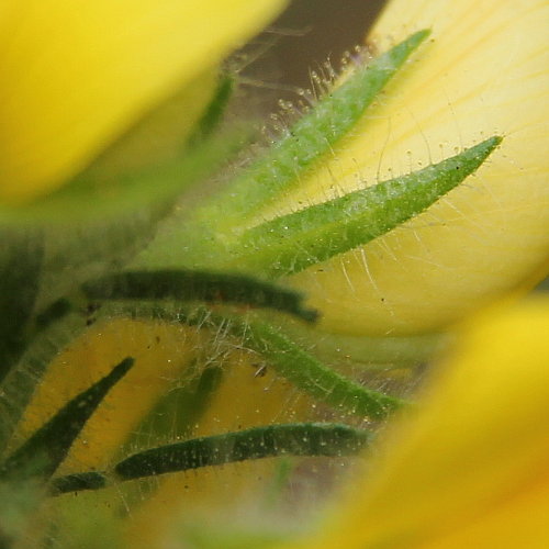 Gelbe Hauhechel / Ononis natrix