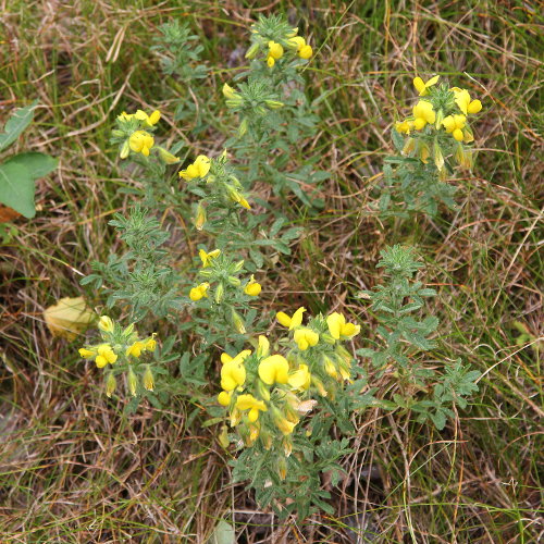 Gelbe Hauhechel / Ononis natrix