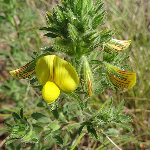 Gelbe Hauhechel / Ononis natrix