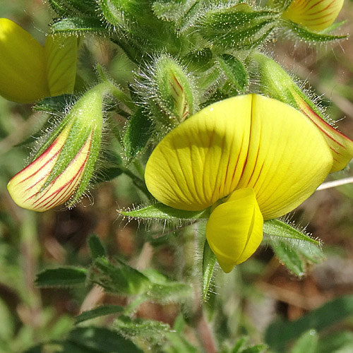 Gelbe Hauhechel / Ononis natrix