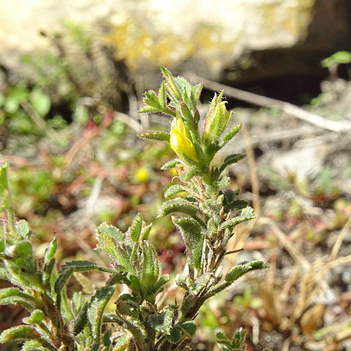 Zierliche Hauhechel / Ononis pusilla