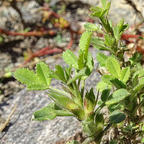 Zierliche Hauhechel / Ononis pusilla