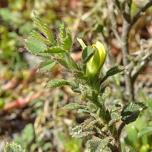 Zierliche Hauhechel / Ononis pusilla