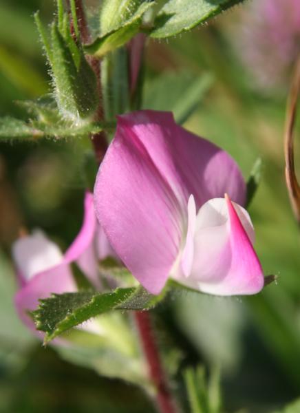 Kriechende Hauhechel / Ononis repens