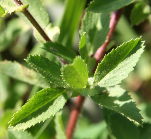 Kriechende Hauhechel / Ononis repens