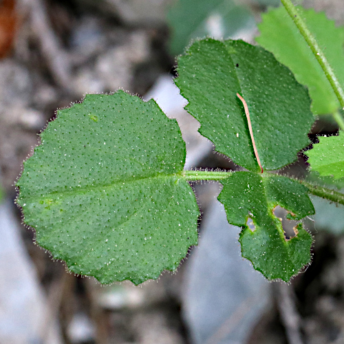 Rundblättrige Hauhechel / Ononis rotundifolia