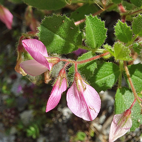 Rundblättrige Hauhechel / Ononis rotundifolia