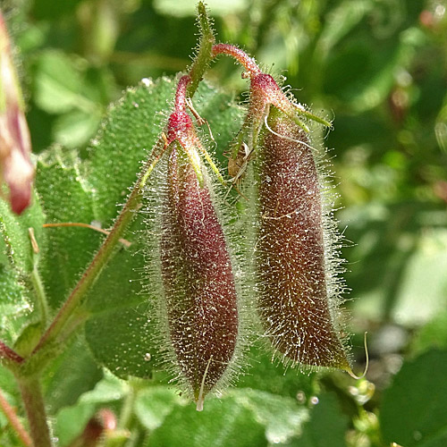 Rundblättrige Hauhechel / Ononis rotundifolia