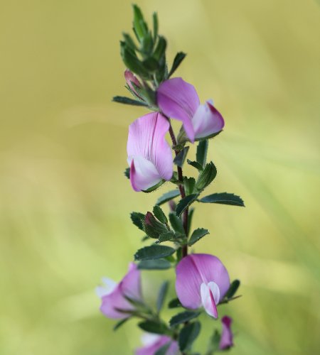 Gewöhnliche Dorn-Hauhechel / Ononis spinosa