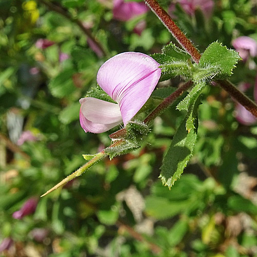 Gewöhnliche Dorn-Hauhechel / Ononis spinosa