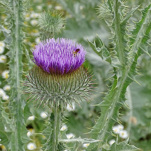 Eselsdistel / Onopordum acanthium