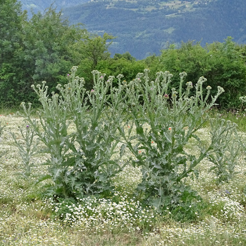 Eselsdistel / Onopordum acanthium