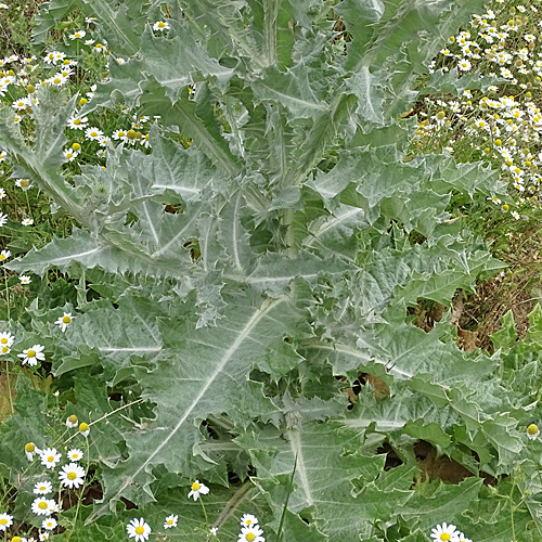 Eselsdistel / Onopordum acanthium