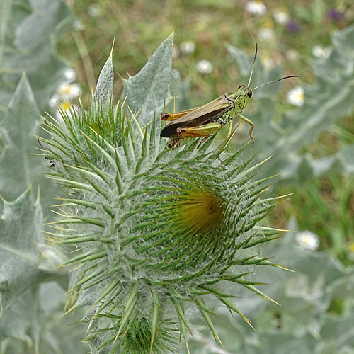 Eselsdistel / Onopordum acanthium