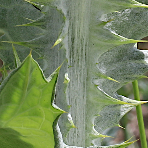 Eselsdistel / Onopordum acanthium