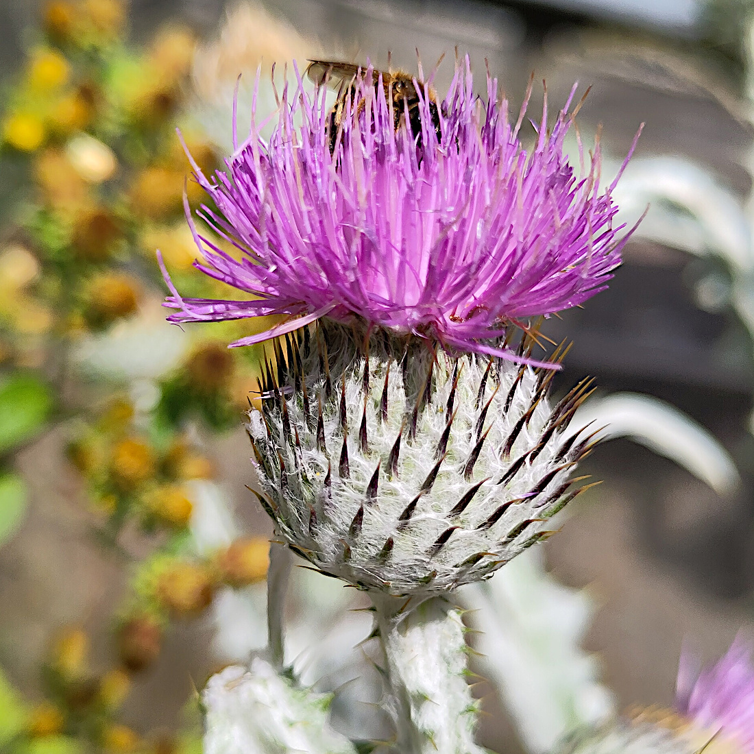 Eselsdistel / Onopordum acanthium