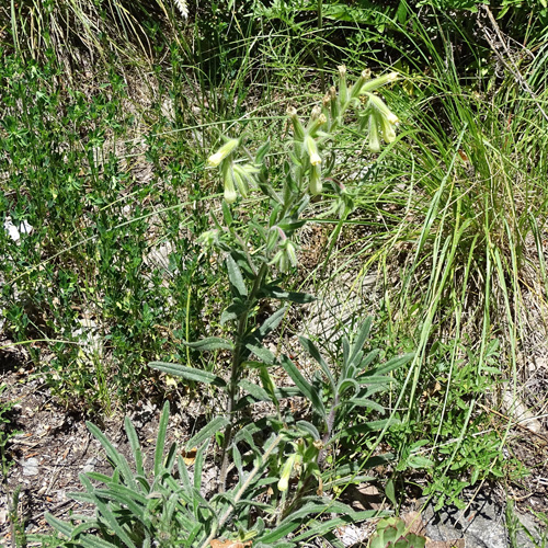 Walliser Lotwurz / Onosma pseudoarenaria subsp. helvetica