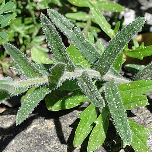 Walliser Lotwurz / Onosma pseudoarenaria subsp. helvetica