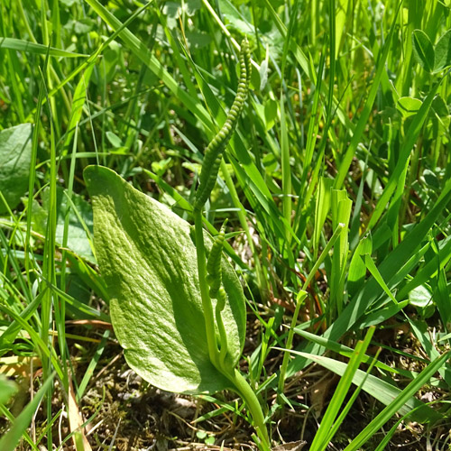 Gemeine Natterzunge / Ophioglossum vulgatum