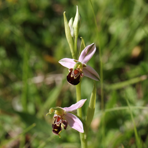 Gewöhnliche Bienen-Ragwurz / Ophrys apifera