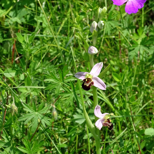 Gewöhnliche Bienen-Ragwurz / Ophrys apifera