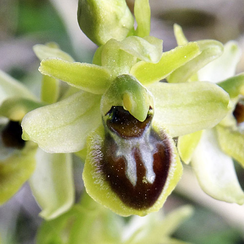 Kleine Spinnen-Ragwurz / Ophrys araneola