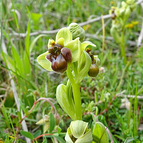 Drohnen-Ragwurz / Ophrys bombyliflora