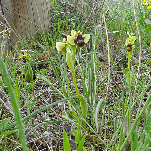 Drohnen-Ragwurz / Ophrys bombyliflora