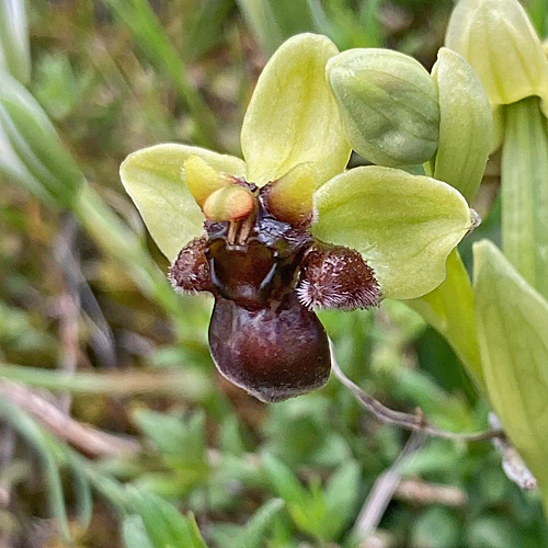 Drohnen-Ragwurz / Ophrys bombyliflora