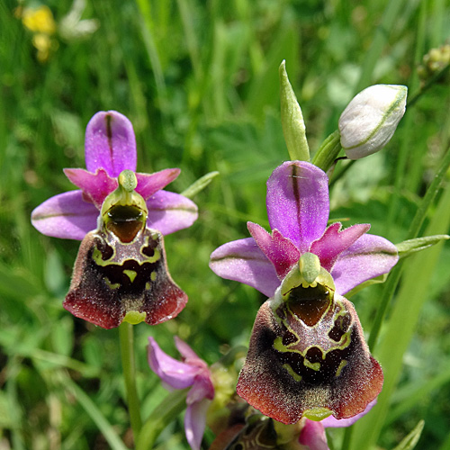 Hummel-Ragwurz / Ophrys holosericea