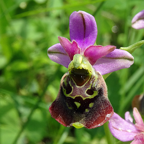 Hummel-Ragwurz / Ophrys holosericea