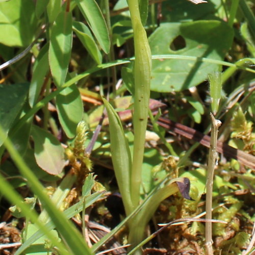 Hummel-Ragwurz / Ophrys holosericea