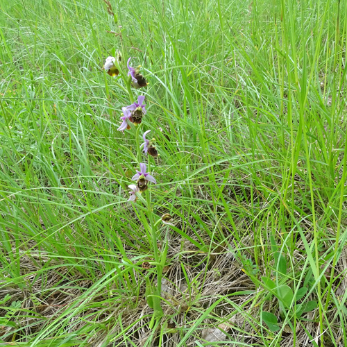 Hummel-Ragwurz / Ophrys holosericea