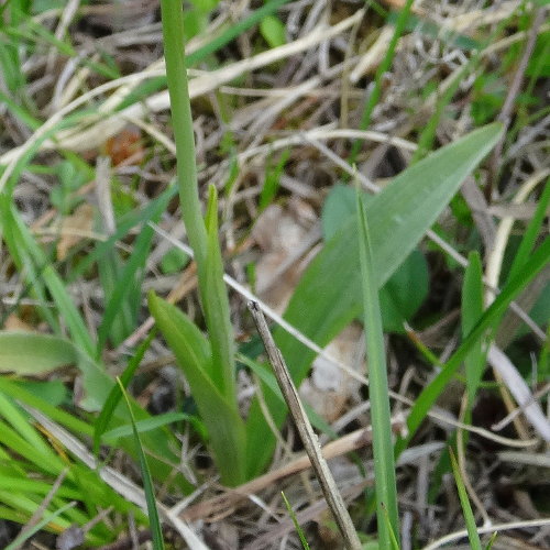 Fliegen-Ragwurz / Ophrys insectifera