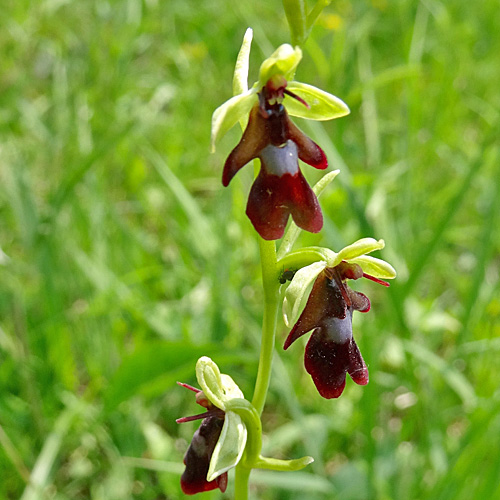 Fliegen-Ragwurz / Ophrys insectifera