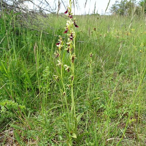 Fliegen-Ragwurz / Ophrys insectifera