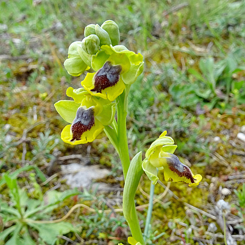 Gelbe Ragwurz / Ophrys lutea