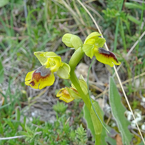 Gelbe Ragwurz / Ophrys lutea