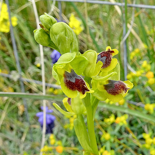 Gelbe Ragwurz / Ophrys lutea