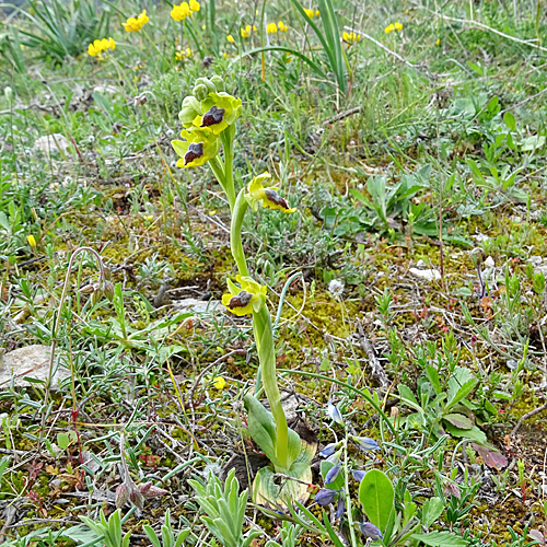 Gelbe Ragwurz / Ophrys lutea