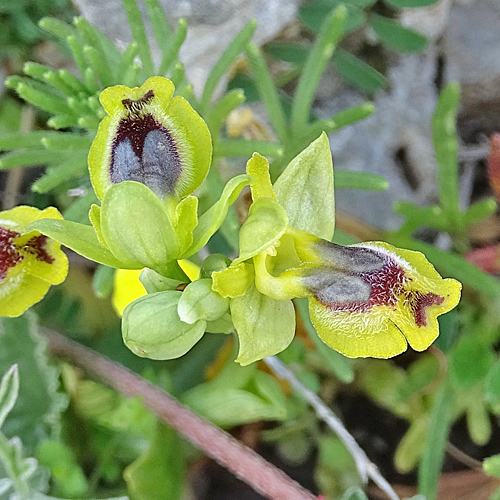 Gelbe Ragwurz / Ophrys lutea