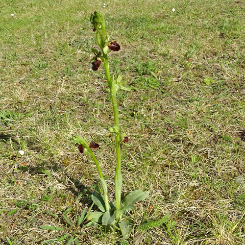 Gewöhnliche Spinnen-Ragwurz / Ophrys sphegodes