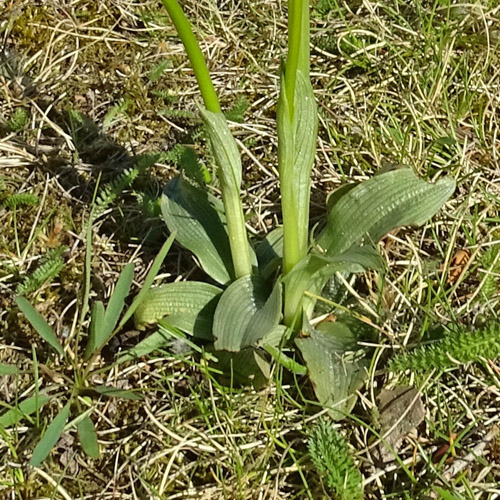 Gewöhnliche Spinnen-Ragwurz / Ophrys sphegodes