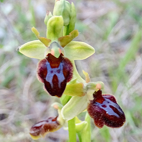 Gewöhnliche Spinnen-Ragwurz / Ophrys sphegodes