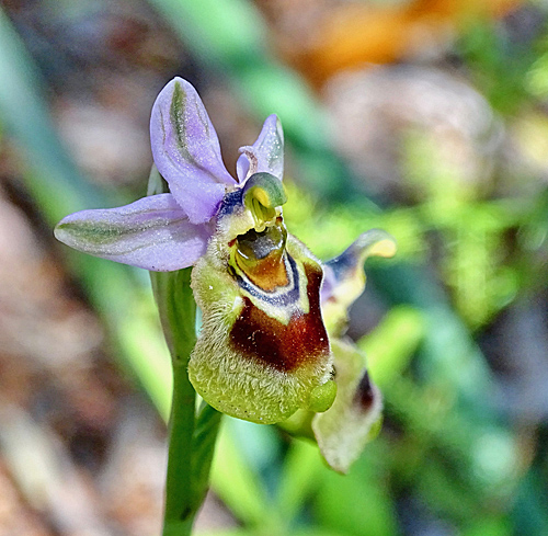 Wespen-Ragwurz / Ophrys tenthredinifera