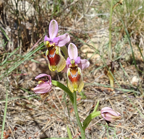 Wespen-Ragwurz / Ophrys tenthredinifera