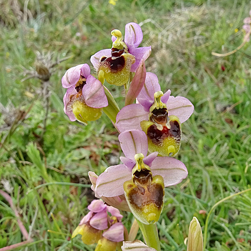 Wespen-Ragwurz / Ophrys tenthredinifera